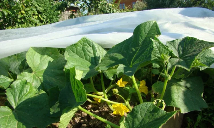 Агроволокно Агротекс 1, 6х100, 23 плотность - фото № 1