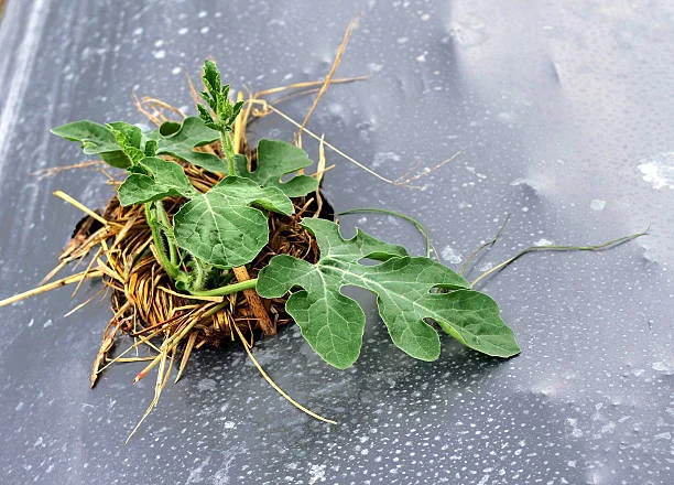 Плівка полотно. Мульча - фото № 1