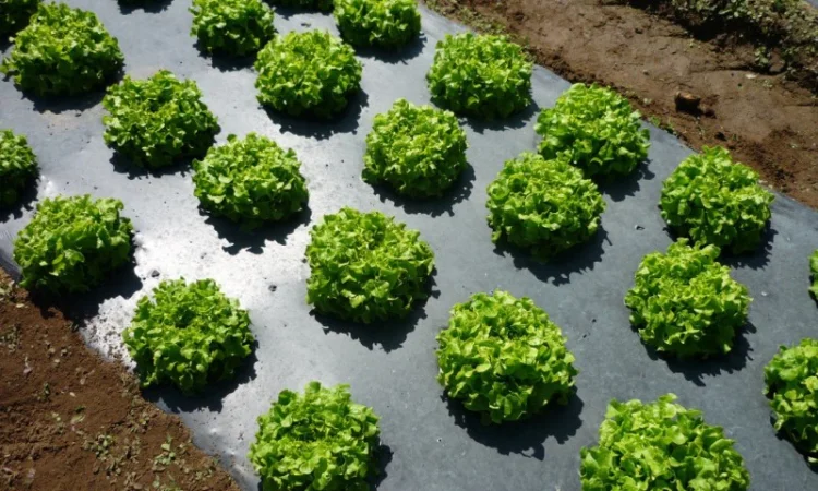 Плівка полотно. Мульча - фото № 2