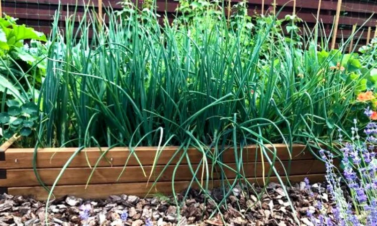 Обустройство декоративного огорода "под ключ". Высокие грядки, приподнятые грядки - фото № 2