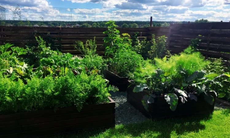 Обустройство декоративного огорода "под ключ". Высокие грядки, приподнятые грядки - фото № 5