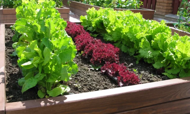 Обустройство декоративного огорода "под ключ". Высокие грядки, приподнятые грядки - фото № 6