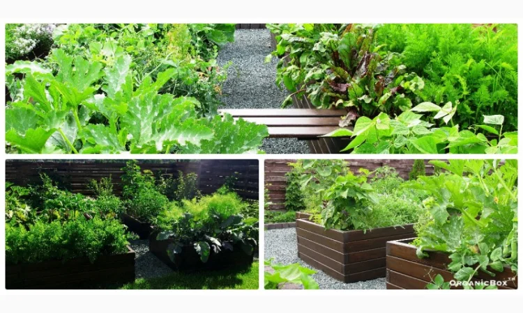 Современные высокие грядки, декоративный огород фото, от производителя. Киев Украина - фото № 7