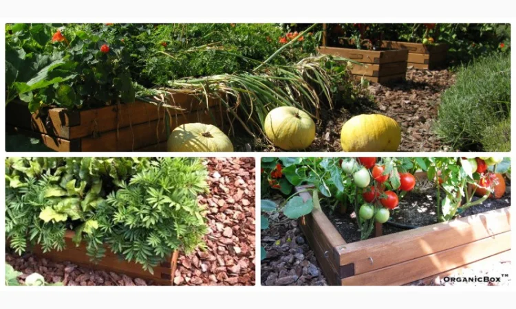 Современные высокие грядки, декоративный огород фото, от производителя. Киев Украина - фото № 18