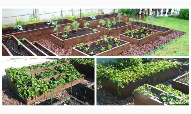 Современные высокие грядки, декоративный огород фото, от производителя. Киев Украина - фото № 17