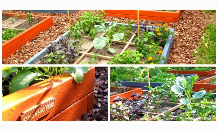 Современные высокие грядки, декоративный огород фото, от производителя. Киев Украина - фото № 15