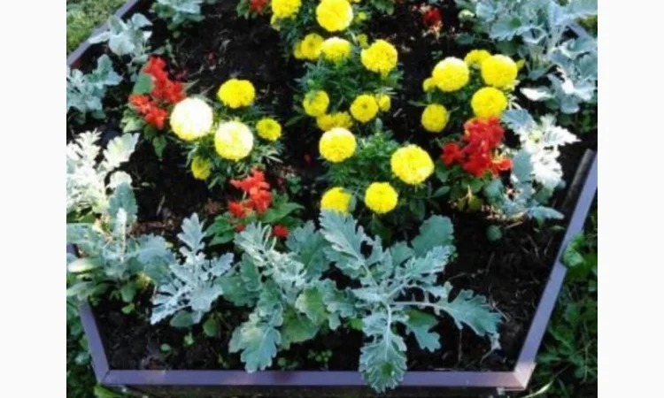 Деоративна грядка, клумба, вітник, газончик - фото № 2