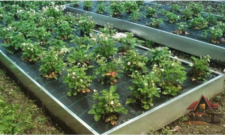 Мінігород, мінігазон, грядка, клумба - фото № 4