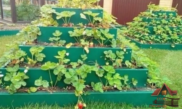 Грядка, клумба, Альпійська гірка, каскадна клумба - фото № 5