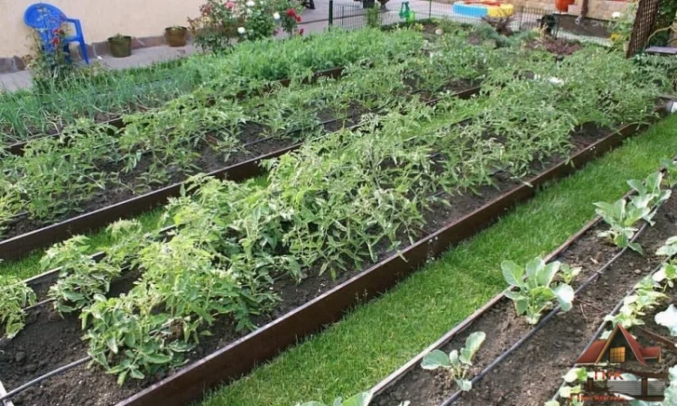Грядка з пермичкою, клумба з перемичками по середині - фото № 5