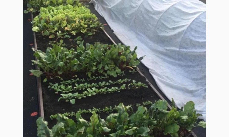 Грядка з пермичкою, клумба з перемичками по середині - фото № 6