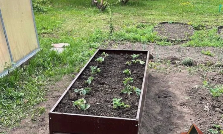 Насипна клумба, грядка для ділянки - фото № 4