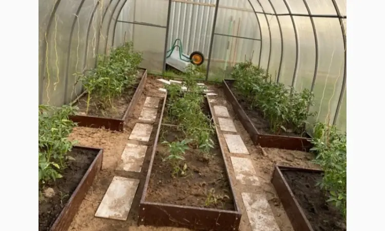 Теплична грядка - фото № 4