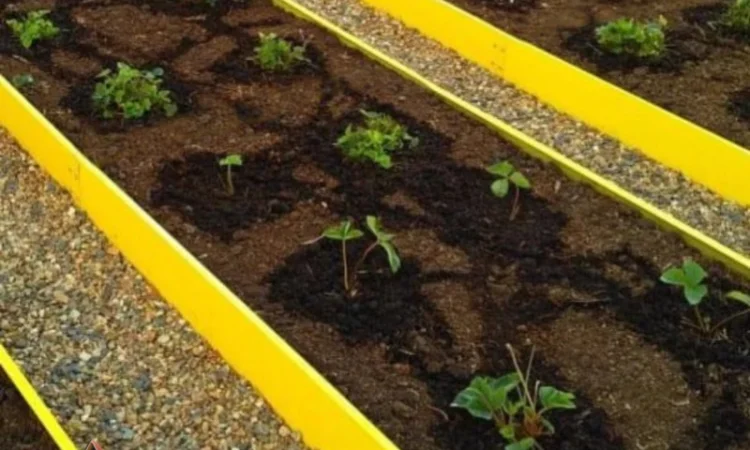 Грядка для ділянки, клумба, мінігазон - фото № 5