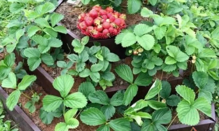 Ступінчата грядка, какскадна клумба, Альпійська гірка - фото № 4