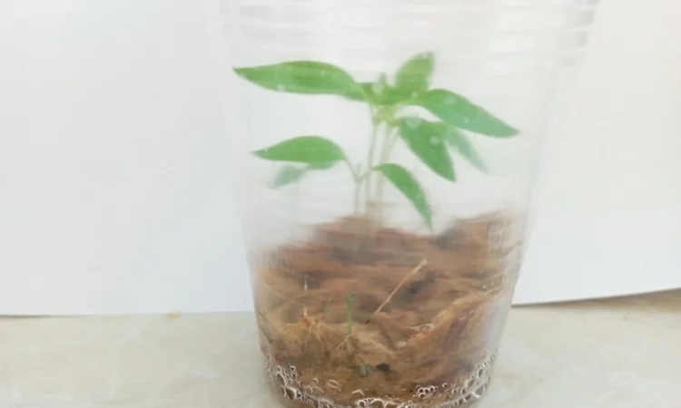 Проращивания семян-рассады - фото № 3