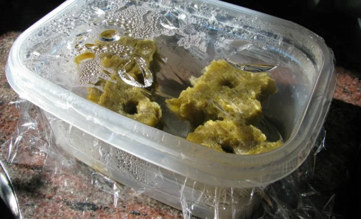 Проращивания семян-рассады - фото № 4