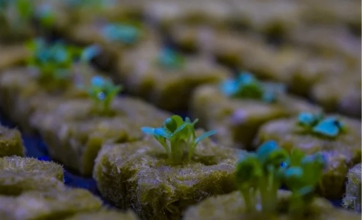 Проращивания семян-рассады - фото № 5