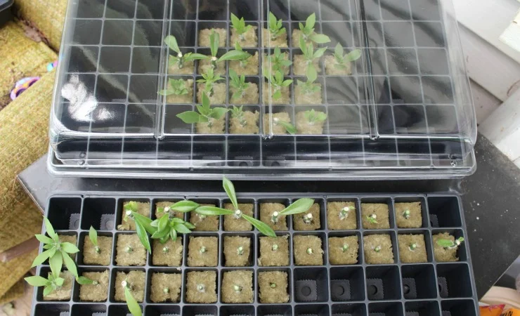 Пробки для проращивания рассады - фото № 4