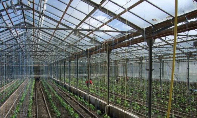 Продам теплицы Антрацит 399 гривен метр - фото № 3