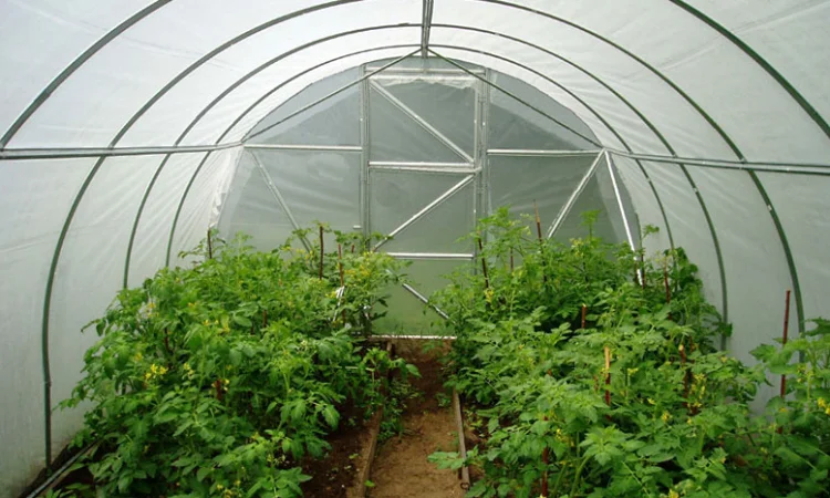 Теплиця з плівкою 1 В Україні.ЗАВОД теплиць.АКЦІЯ - фото № 5