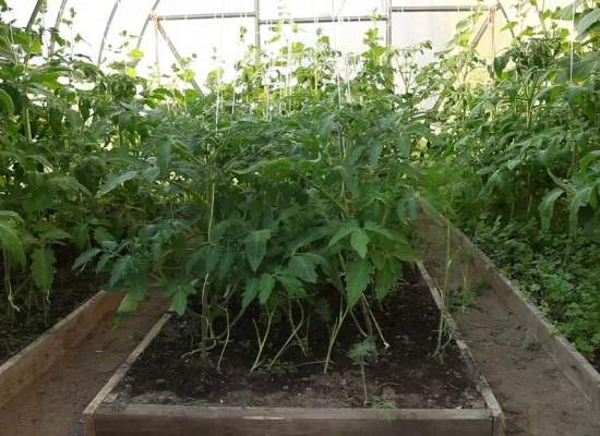 Теплиці з плівкою від виробника від 5000 грн.ЗАВОД ТЕПЛИЦЬ - фото № 4