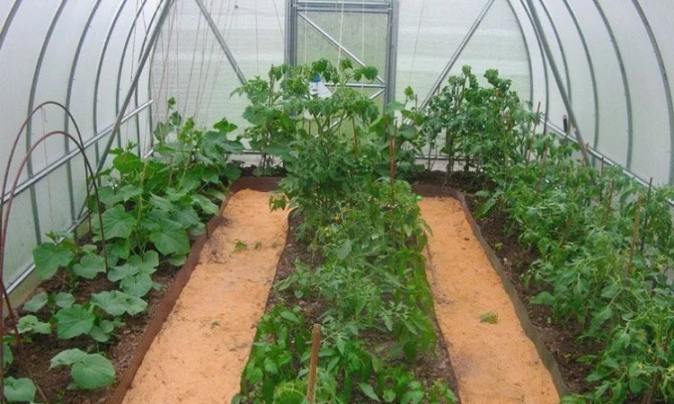 Теплицы с поликарбонатом или пленкой от производителя.3х4 3х6 3х8.4х6 4х8 4х10 - фото № 7