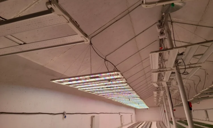 Продаж надприбуткові канабіс теплиці з обігрівом 1500 кв.м - фото № 12