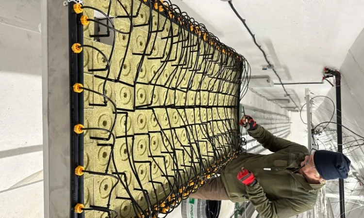 Продаж надприбуткові канабіс теплиці з обігрівом 1500 кв.м - фото № 10