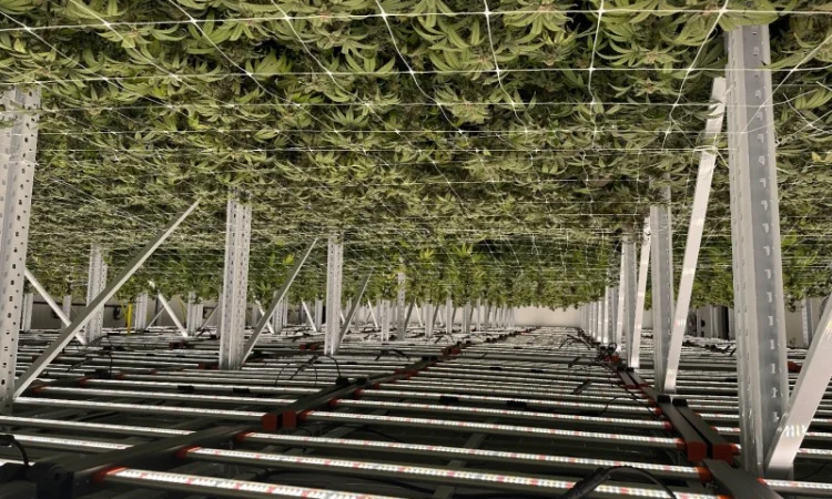 Продаж надприбуткові канабіс теплиці з обігрівом 1500 кв.м - фото № 7