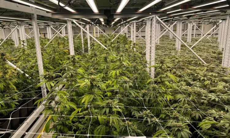 Продаж надприбуткові канабіс теплиці з обігрівом 1500 кв.м - фото № 5