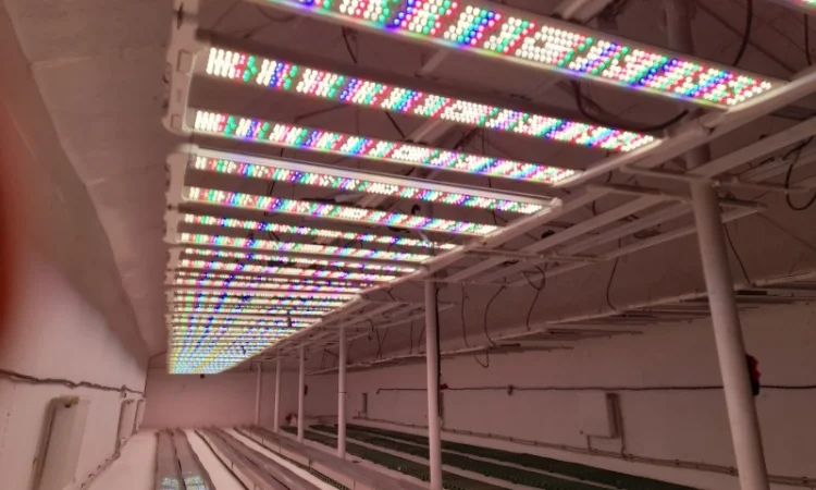 Продаж надприбуткові канабіс теплиці з обігрівом 1500 кв.м - фото № 4