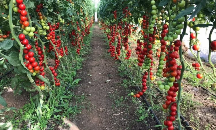 Теплична плівка 150, 60, 40 мкм Vatan Plastik - фото № 1