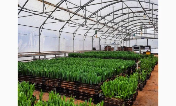 Теплична плівка багатошарова турецька 150 мкм Ватан Пластік/Vatan Plastik - фото № 1