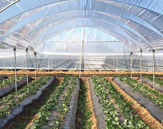 Плівка для теплиць та парників від "ЕкоВіжен" - фото № 2