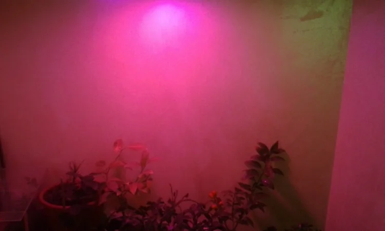 Фитолампа 80Вт Е27 - фото № 5