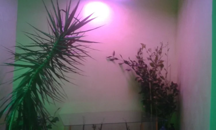 Фитолампа 80Вт Е27 - фото № 6