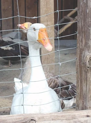 Сетка Казачка облегченная - дешёвый садовый забор - фото № 2