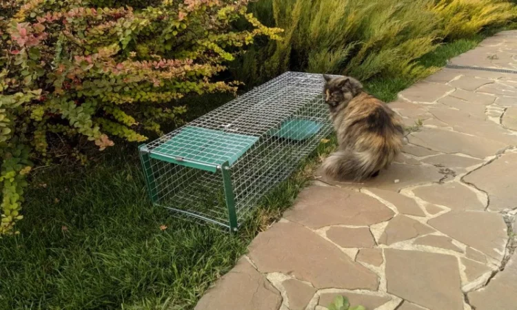 Живоловушка на кота. Метровая живоловка. Котоловка c педалью. Суперкотоловушка - фото № 7