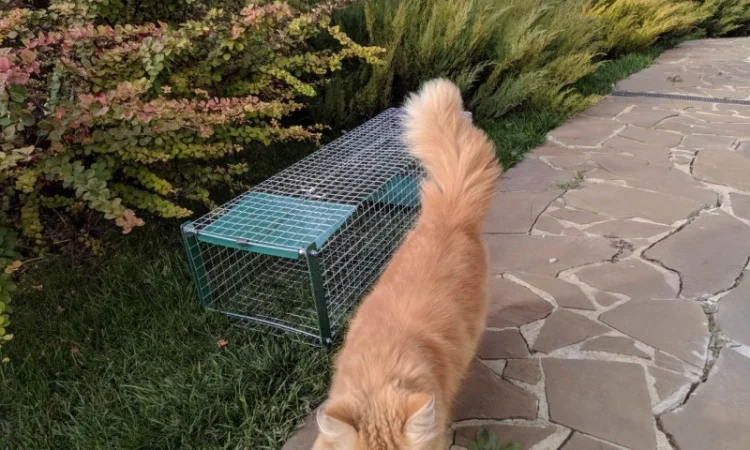 Живоловушка на кота. Метровая живоловка. Котоловка c педалью. Суперкотоловушка - фото № 8