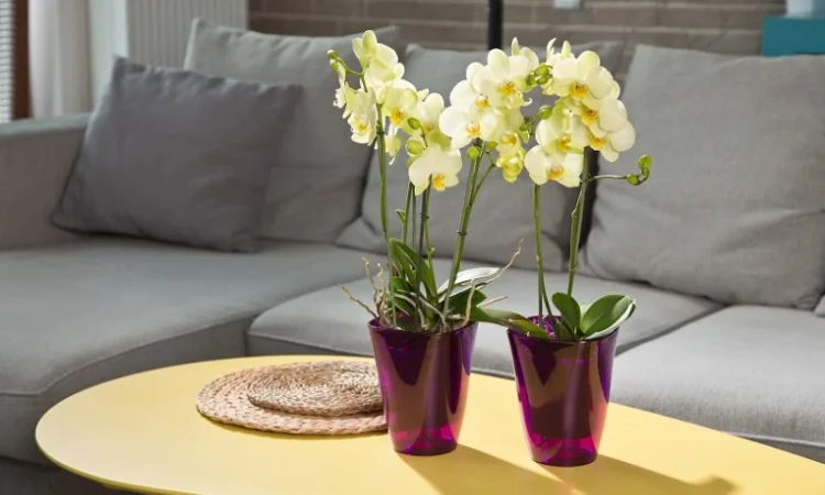 Горшки для цветов, Кашпо. Балконные ящики, Горшки для орхидей - фото № 2