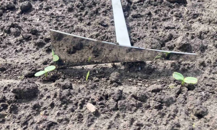 Лопатка для агронома - фото № 4