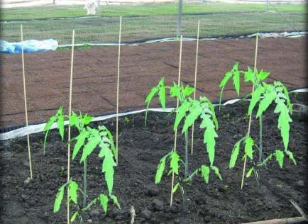 ДЛЯ ПОМИДОР Арматура, 8 диаметр бухта 50 метров стоит 546гр - фото № 1