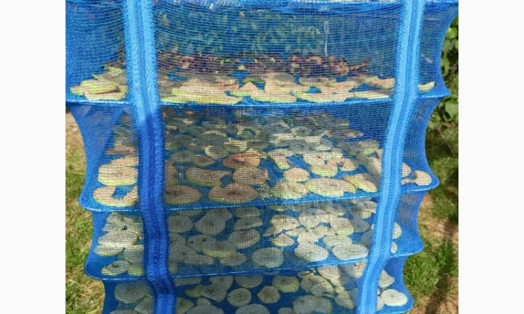 Сушина яблук домашніх - фото № 1