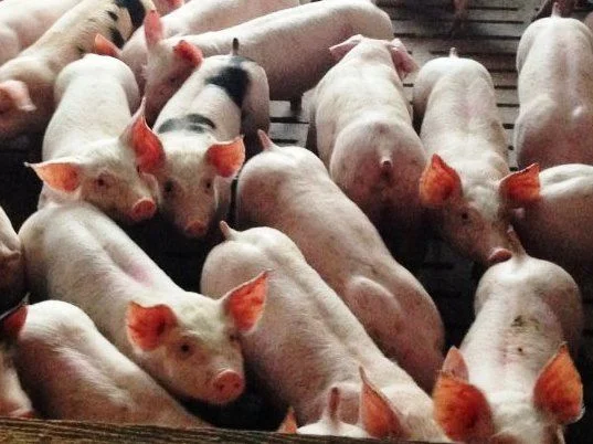 Продаются поросята мясного направления, 3 породы - фото № 1