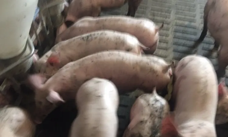 Продам поросят живою вагою м'ясник 3х породний гібрид будь-якої вагової категорії - фото № 1