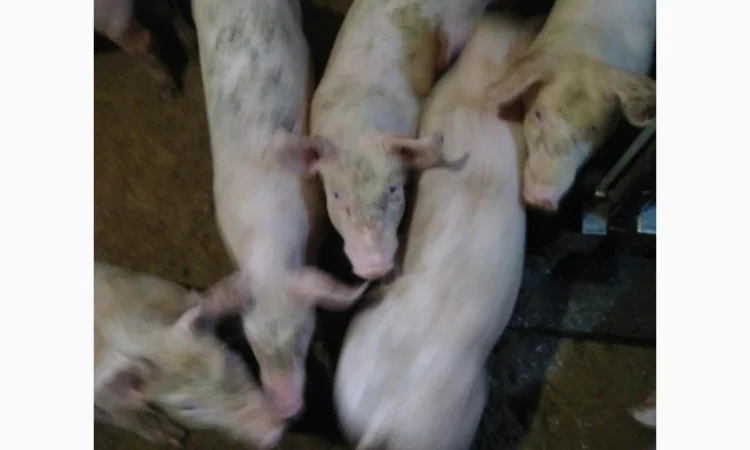 Поросята мясных пород весом 8-10, 10-15, 15-25 кг - фото № 1