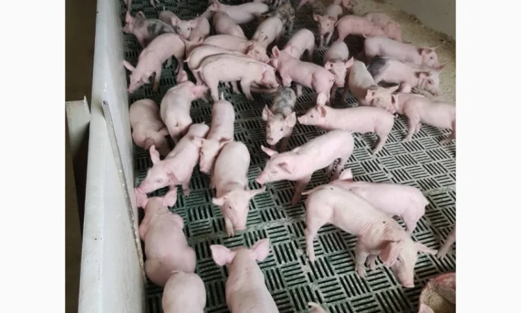 Продаются поросята мясных пород - 3-х пордный гибрид - фото № 1