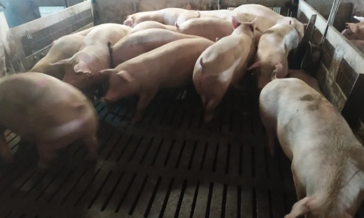 Куплю свиней свиноматок выбраковку дорого - фото № 1