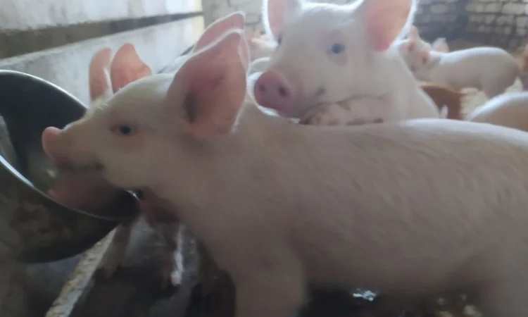 Продам поросят породи "Велика біла" - фото № 2